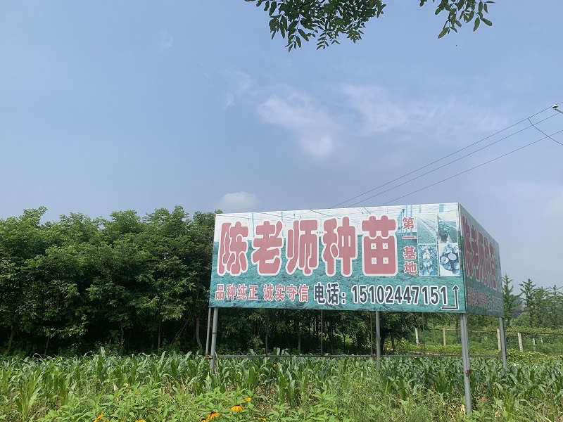 藍莓種苗基地